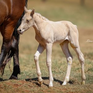 E2BF071F-2007-49B3-872D-51CB57C59A4E