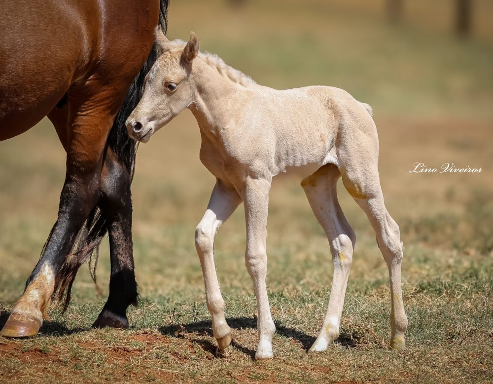 E2BF071F-2007-49B3-872D-51CB57C59A4E