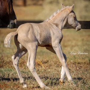 E90A584D-D1BC-47B6-AF23-0AE040382CED