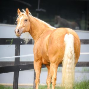 WhatsApp Image 2025-06-25 at 11.12.57 (1)