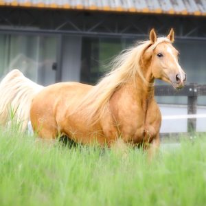 WhatsApp Image 2025-06-25 at 11.12.58 (1)