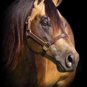 Whizkey-N-Diamonds-head-R