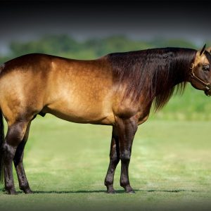 whizkey-n-diamonds-profile-2048x1193