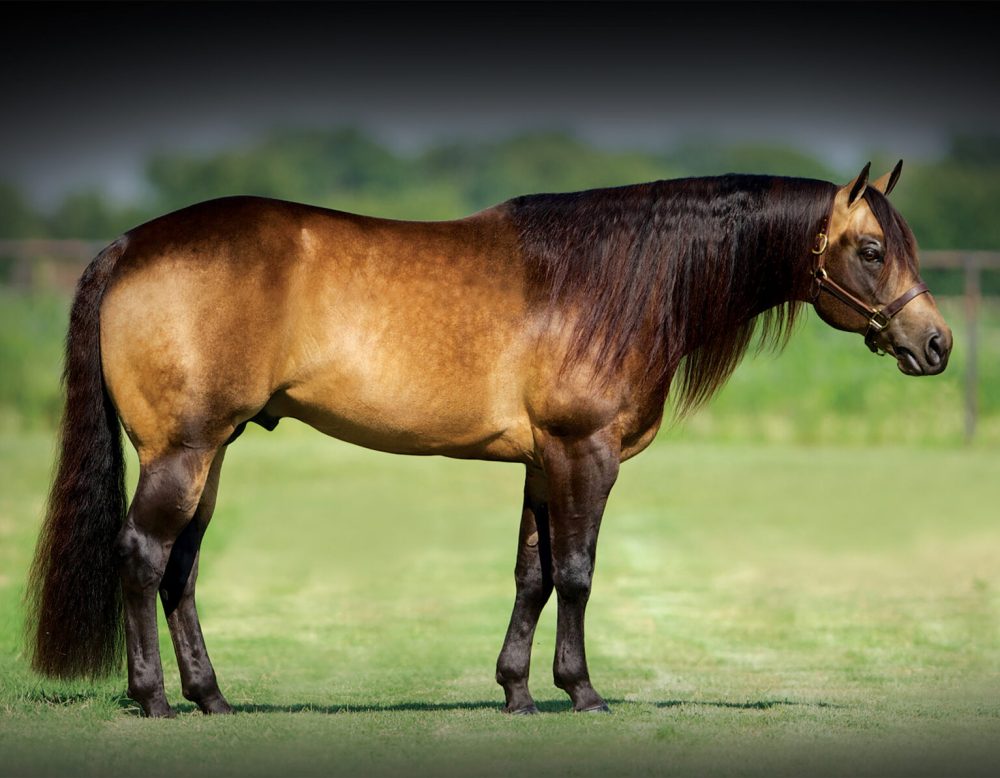 whizkey-n-diamonds-profile-2048x1193